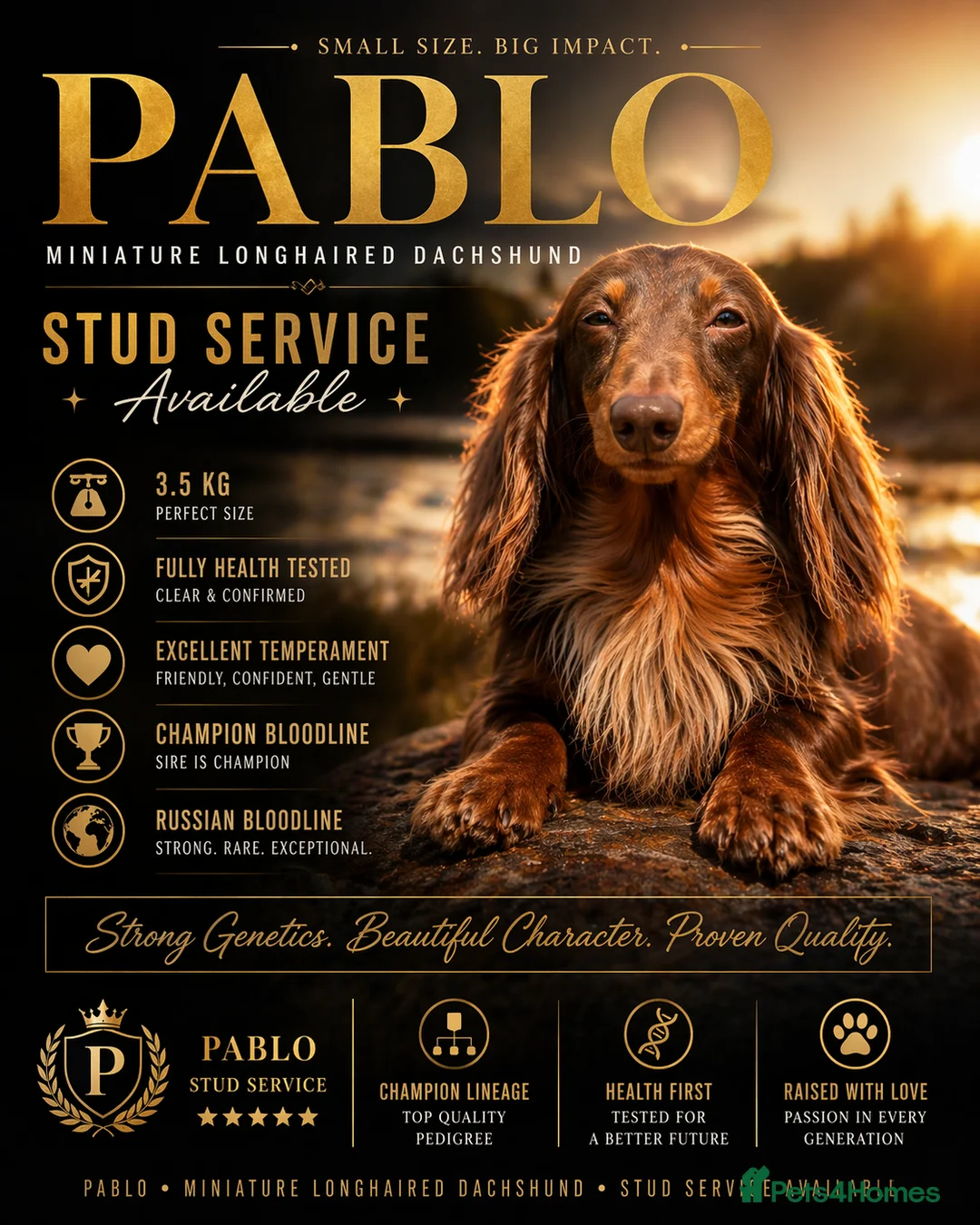 Miniature Dachshund dogs for stud: Long Haired Stud Mobile Available - Advert 2