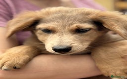 Mixed Breed dogs for adoption: THEO - a Superb Puppy Boy, for a Loving Home - Image 9