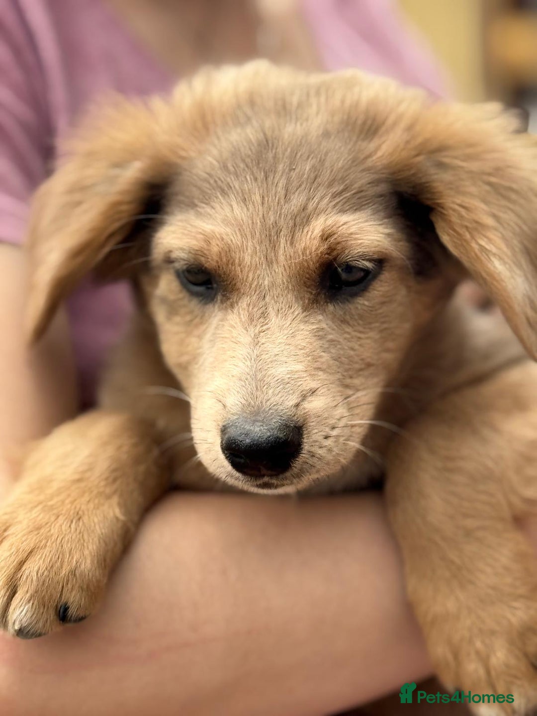 Mixed Breed dogs for adoption: THEO - a Superb Puppy Boy, for a Loving Home - Image 9