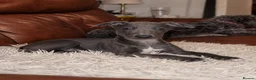 Italian Greyhound dogs for sale: Italian greyhound / whippet  - Advert 1