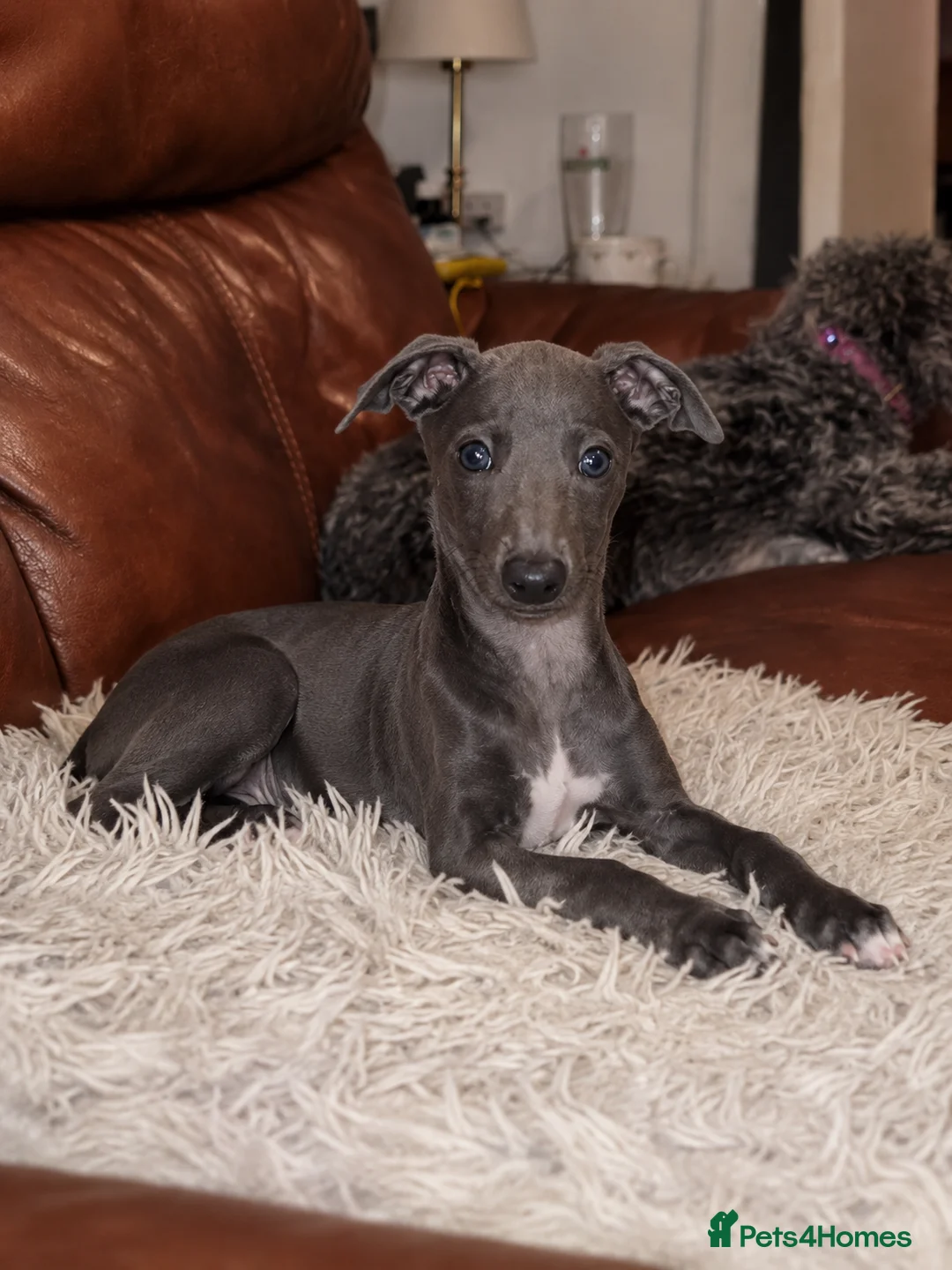 Italian Greyhound dogs for sale: Italian greyhound / whippet  - Advert 1