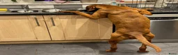 Hungarian Vizsla dogs for sale: Hungarian Vizslas - Advert 7