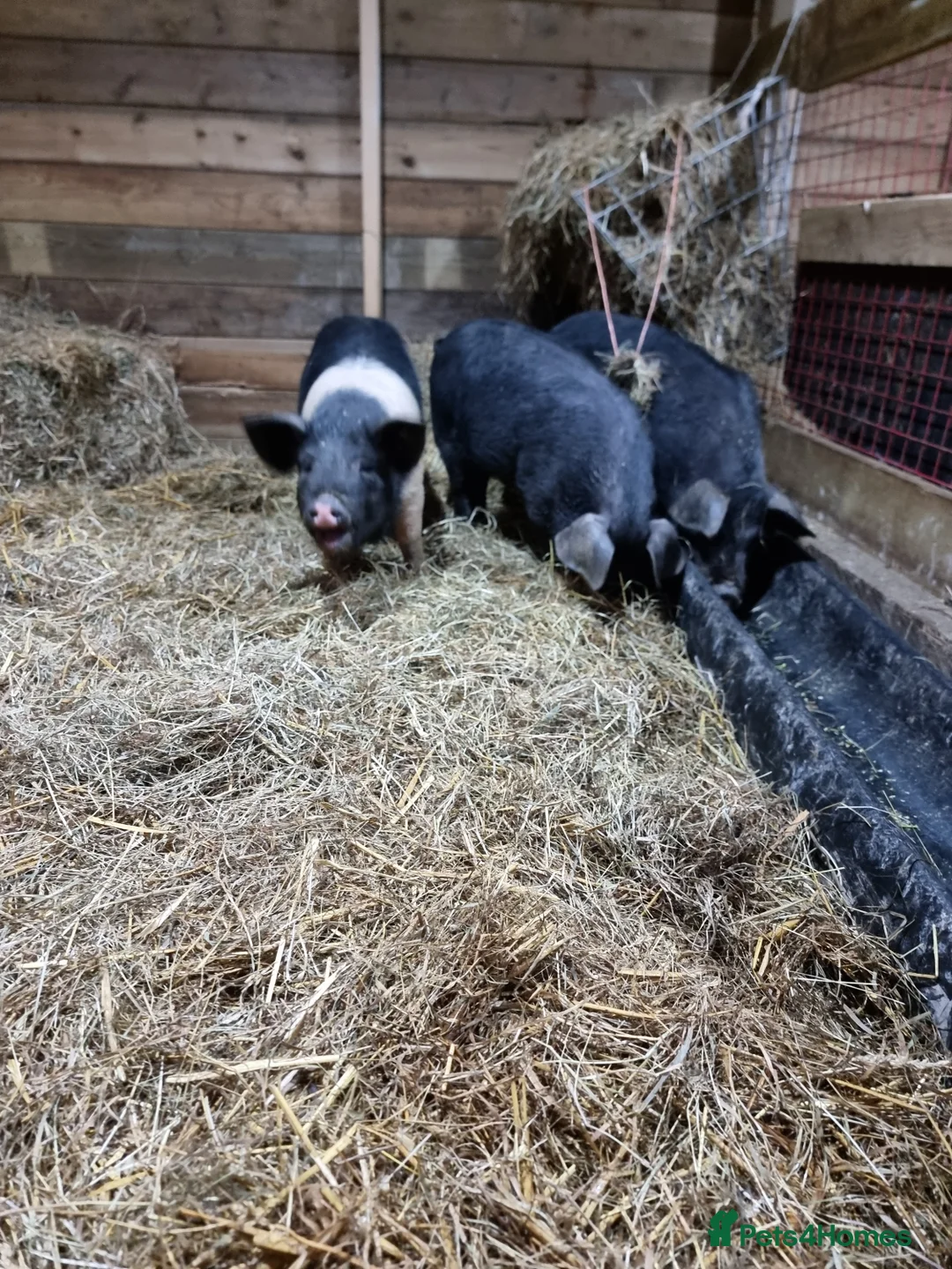 Pig livestock for sale: Berkshire x saddle back gilts - Advert 2
