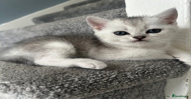 Scottish Fold cats - Advert 11