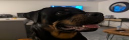 Rottweiler dogs for stud: Rottweiler for STUD only (not for sale/rehoming) - Advert 8