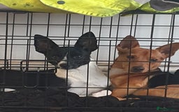 Patterjack dogs for sale: Patterjack for rehoming - Image 10