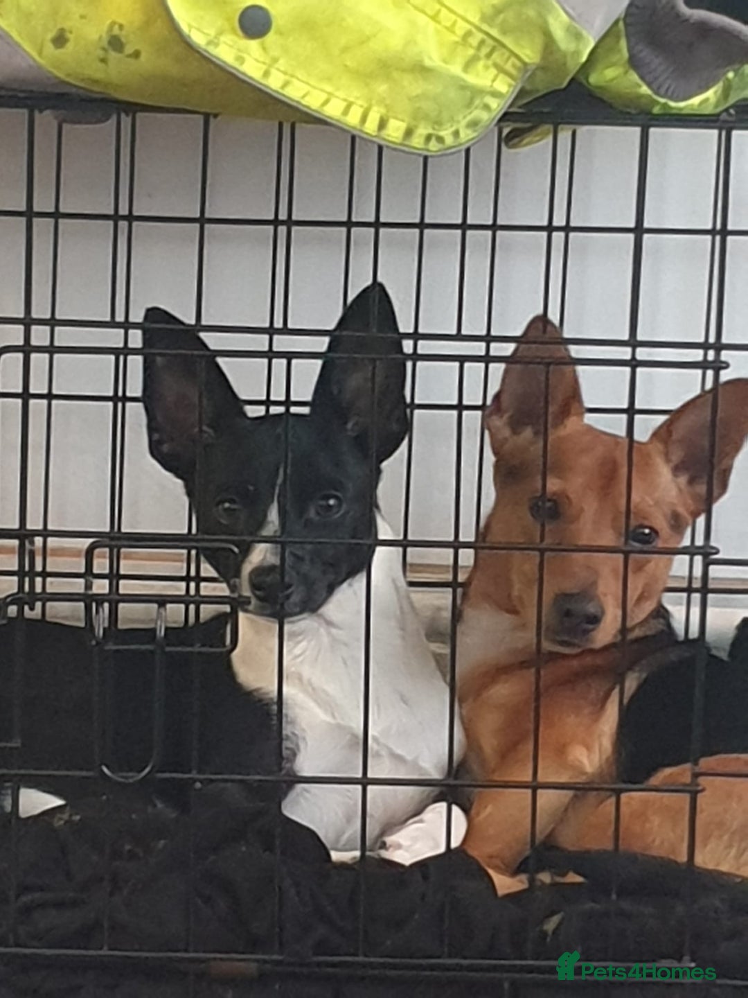 Patterjack dogs for sale: Patterjack for rehoming - Image 10