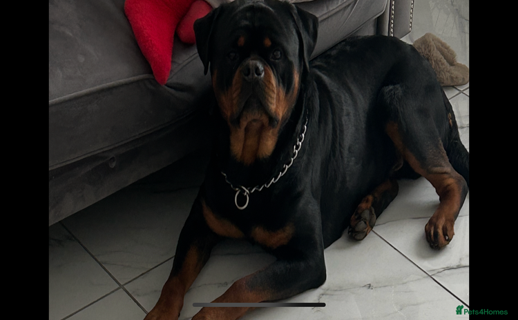 Rottweiler dogs - Advert 1