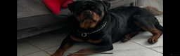 Rottweiler dogs for stud: Rottweiler for stud - Advert 1