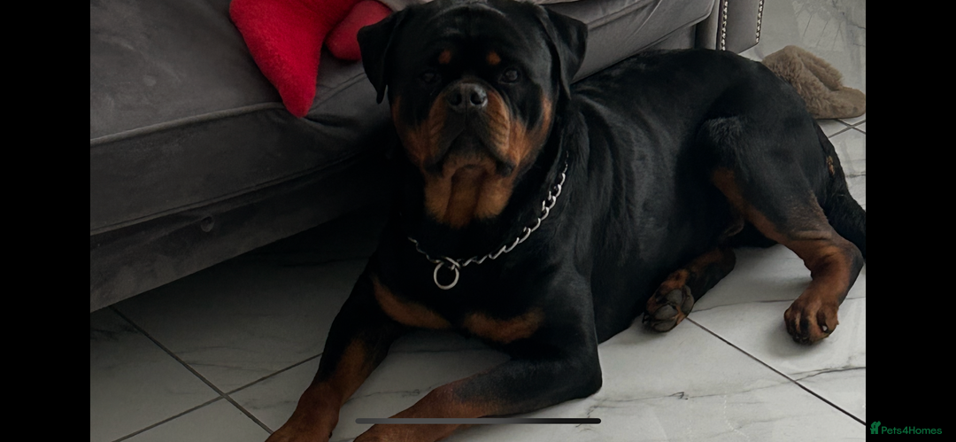 Rottweiler dogs for stud: Rottweiler for stud - Image 1