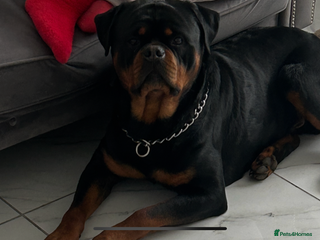 Rottweiler dogs - Advert 1