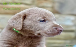 Labrador Retriever dogs for sale: 2 Males left - Ready to leave on the 15th August  in Wetherby - Image 2