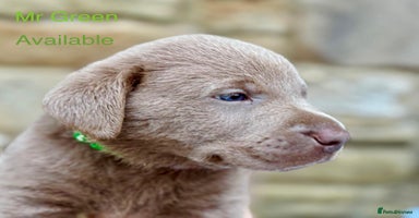 Labrador Retriever dogs in Wetherby - Advert 4