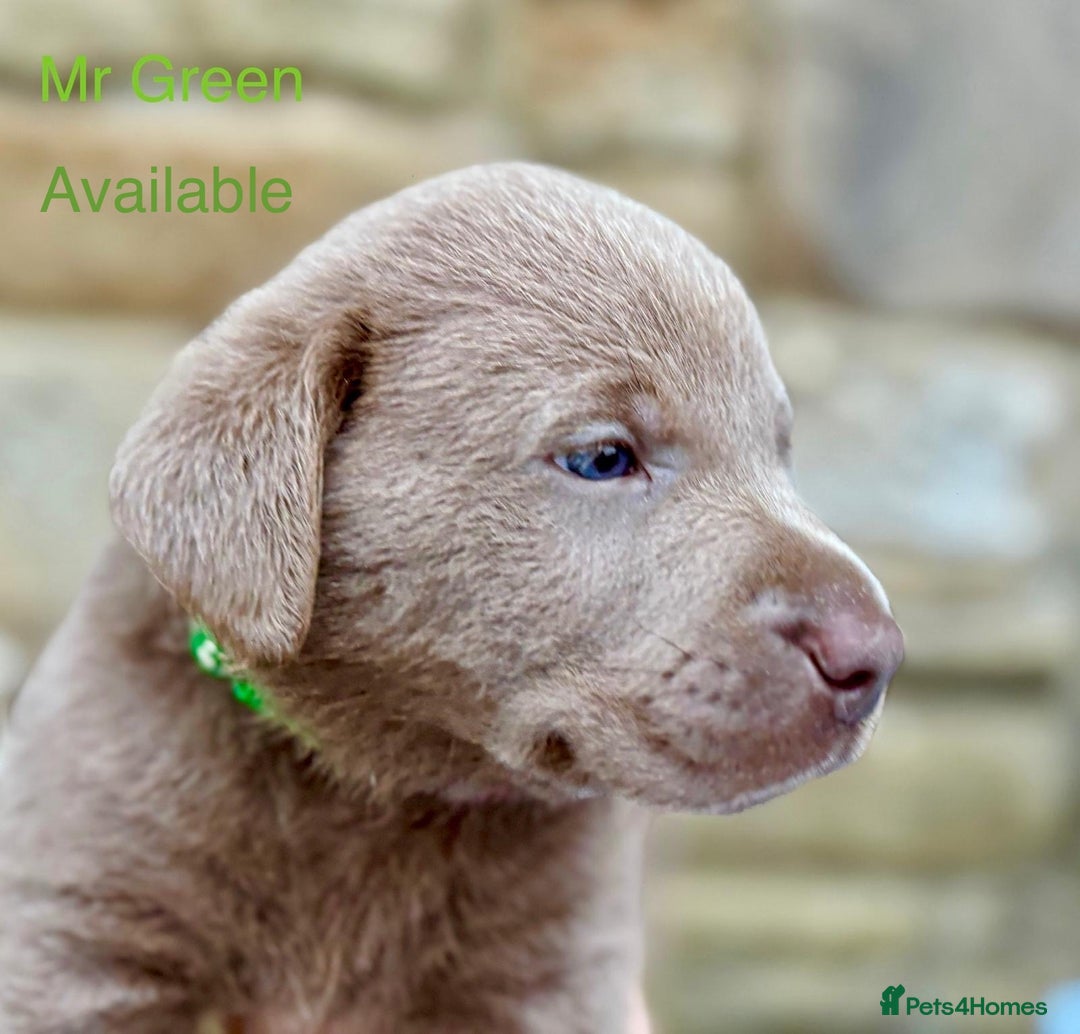 Labrador Retriever dogs for sale: 2 Males left - Ready to leave on the 15th August  in Wetherby - Image 2