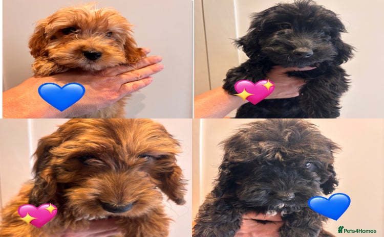 Irish Doodle dogs - Advert 1