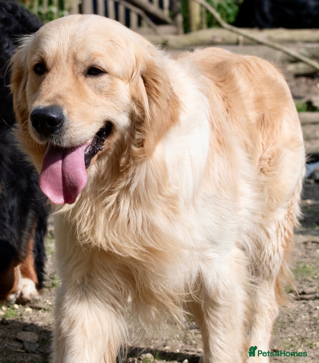Golden Retriever dogs for sale: Golden Retriever Waiting List  - Advert 5