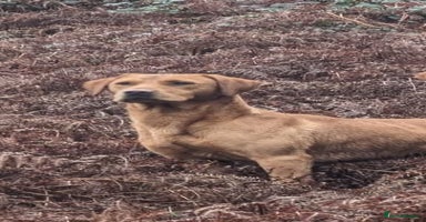 Labrador Retriever dogs - Advert 4