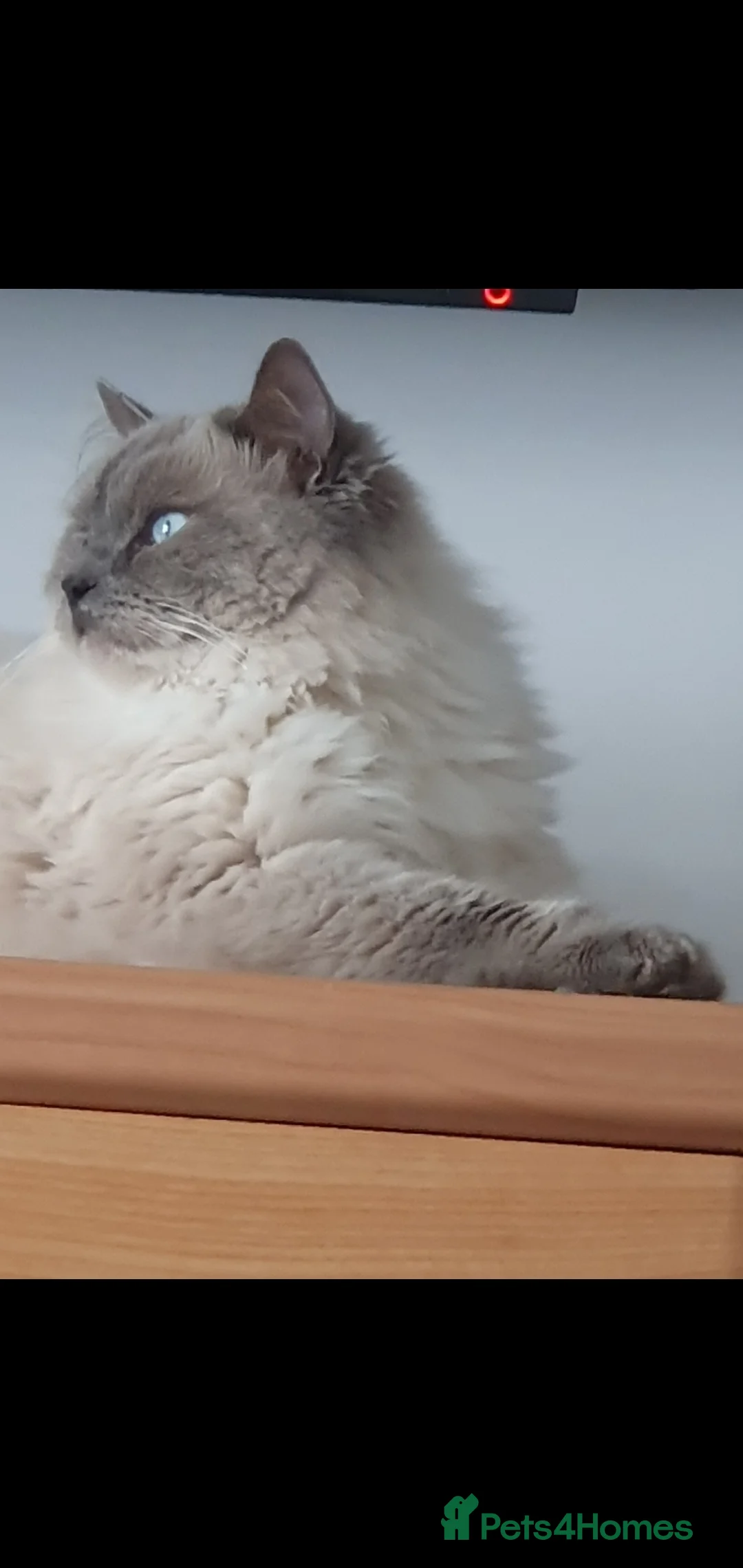 Ragdoll cats for stud: Blue point proven ragdoll stud - Advert 1