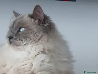 Ragdoll cats Blue point proven ragdoll stud in Bordon - Advert 20