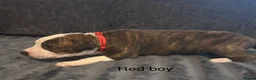 Staffordshire Bull Terrier dogs for sale: Stunning litter of staffies  - Advert 3