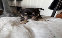 Chihuahua dogs for sale: Stunning Little Short Coat Chihuahuas - Last 2 - Image 24