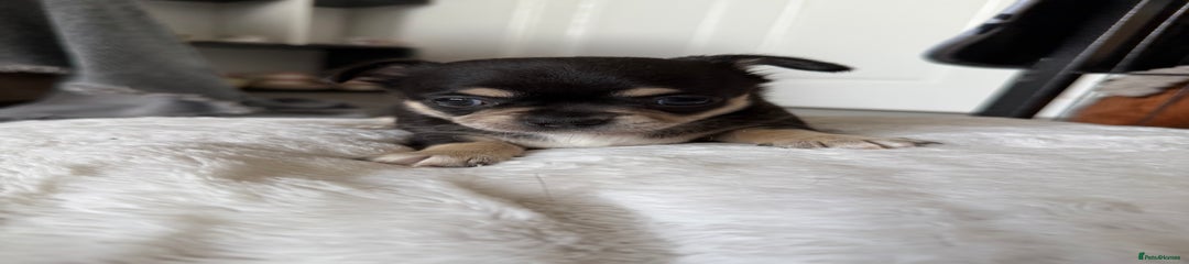 Chihuahua Puppy 1