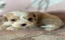 Cavapoo dogs for sale: Stunning Cavapoo puppies from family home  - Advert 22
