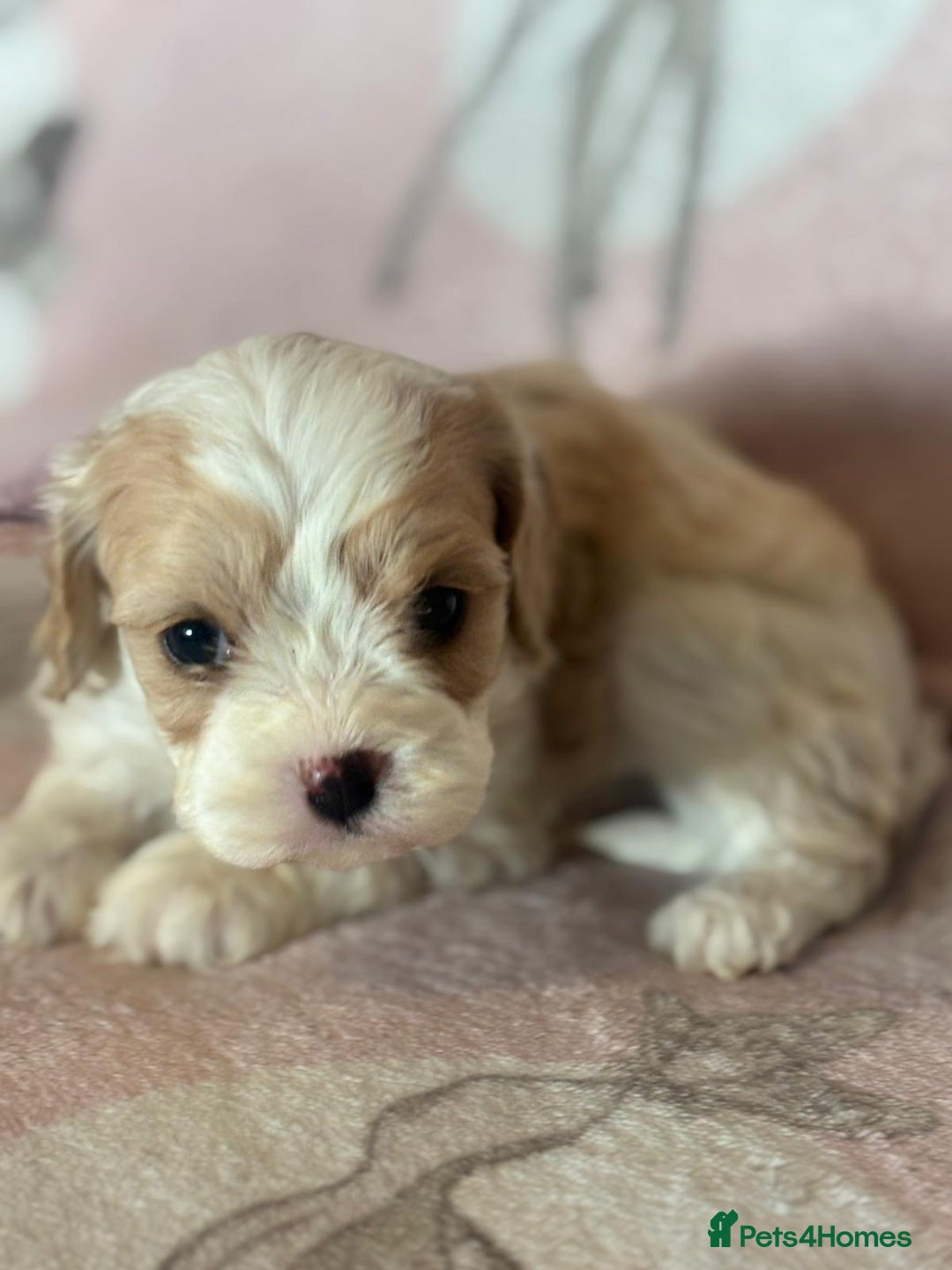 Cavapoo dogs for sale: Stunning Cavapoo puppies from family home  - Advert 22
