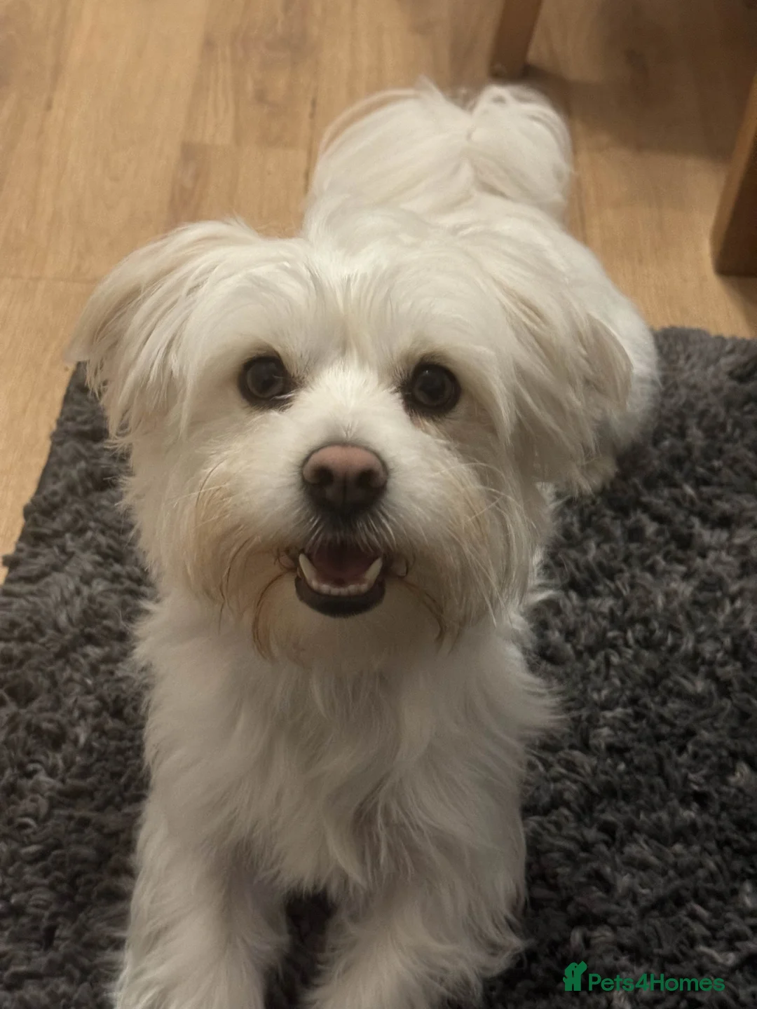 Bichon Frise dogs for sale: Free looking for a loving home in Bedford - Advert 2