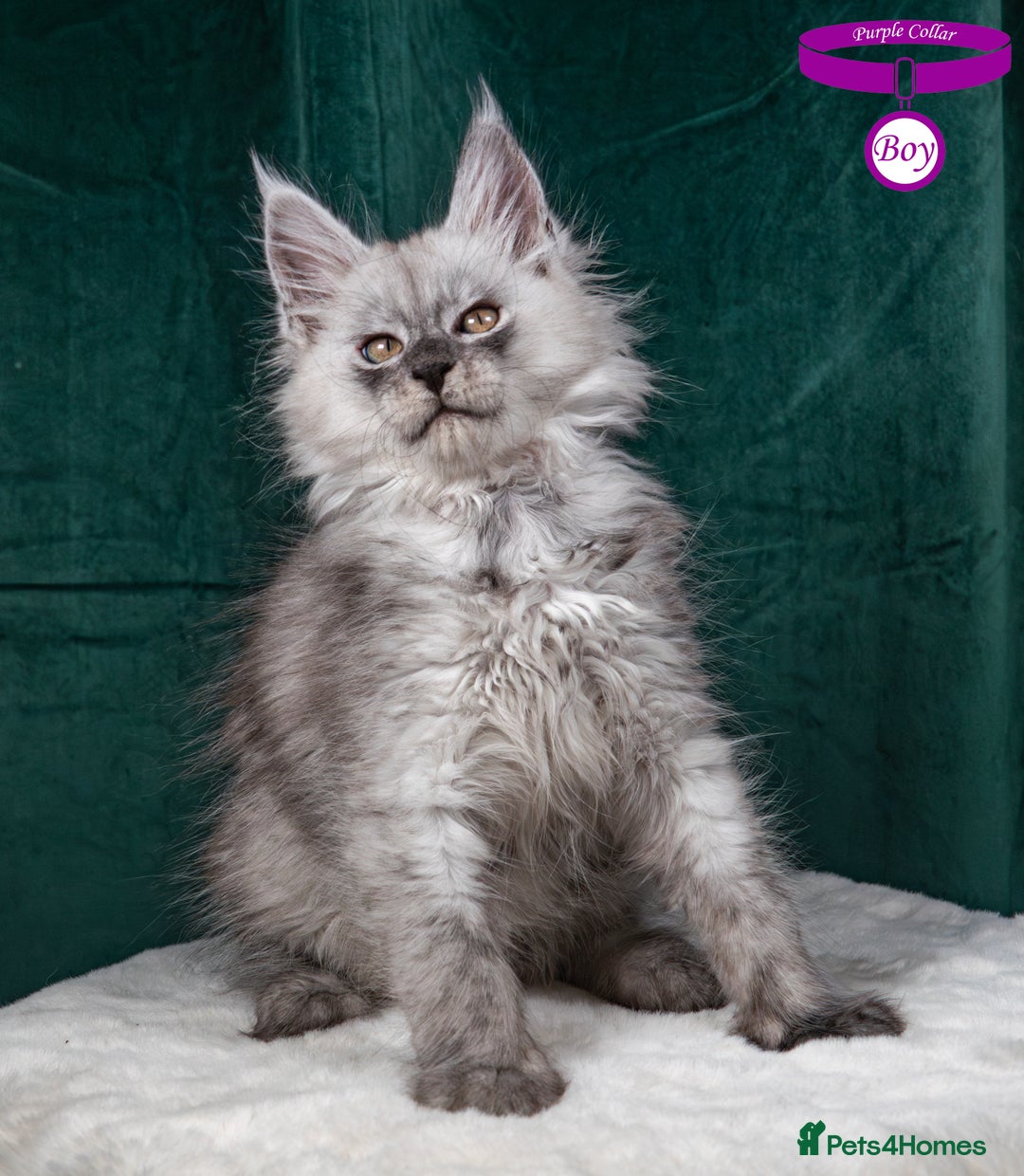 Maine Coon cats for sale: XL PEDIGREE TICA REGISTERED MAINE COON KITTENS - Advert 13