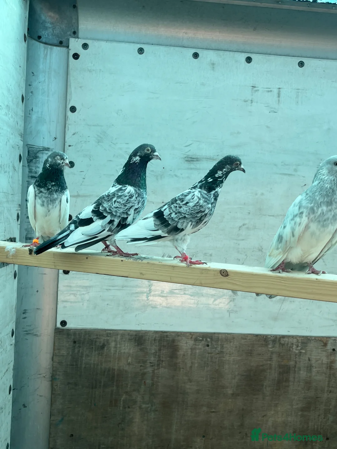 Pigeons birds for sale: Pakistani high flyers pigeons  - Advert 5