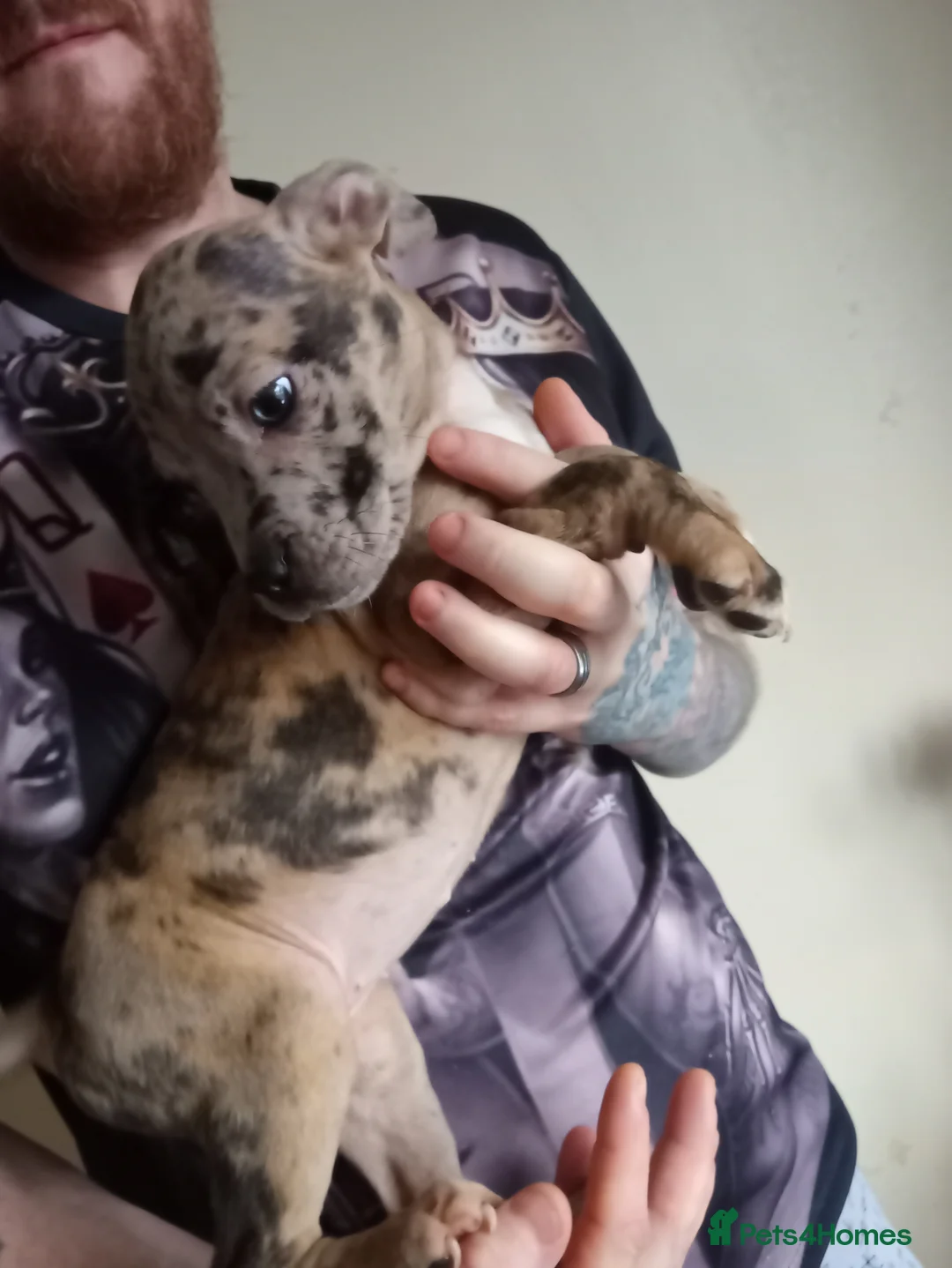 Mixed Breed dogs for sale: Puppys - Advert 5