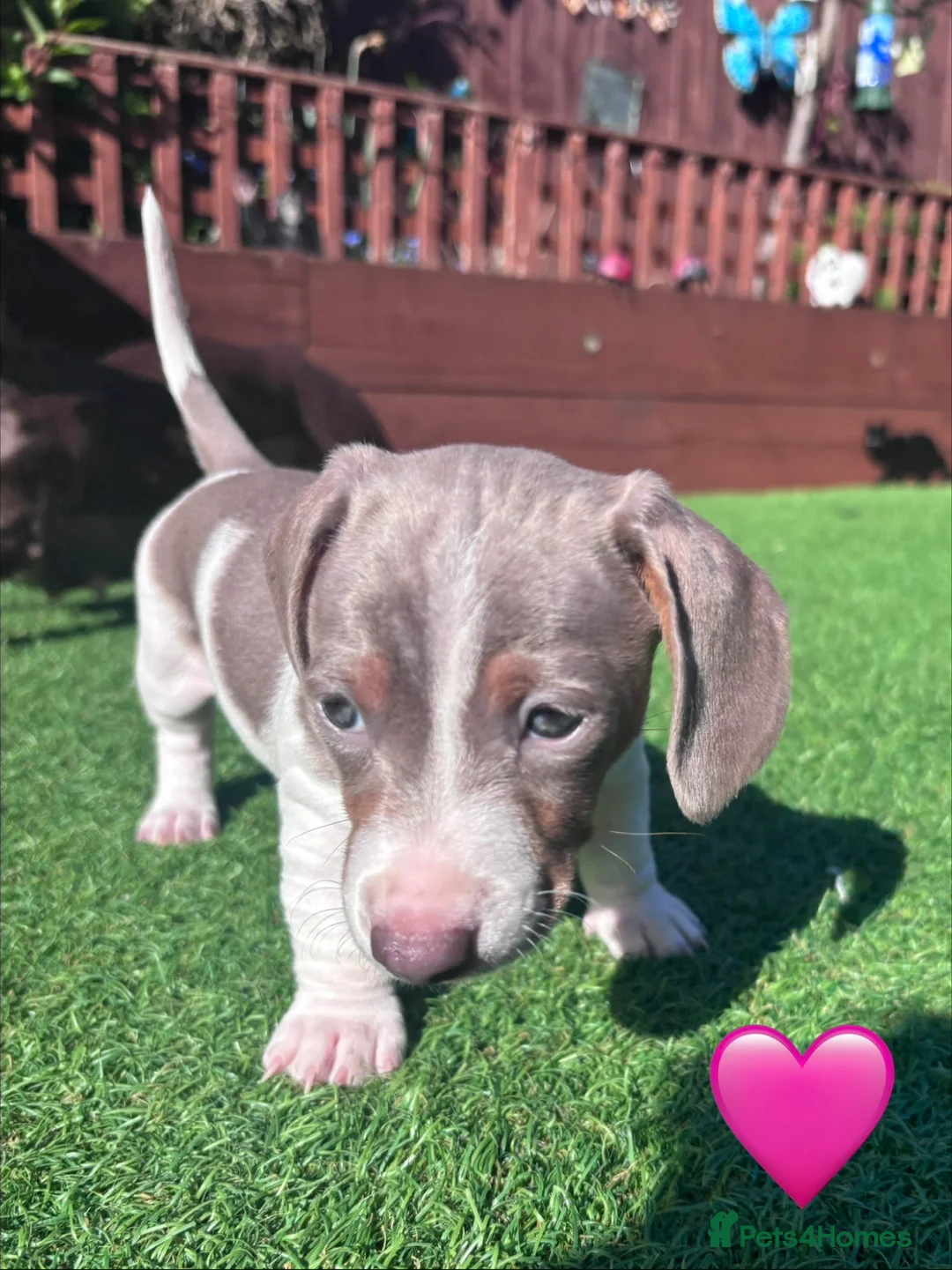 Dachshund dogs for sale: Miniature Dachshund puppies  - Advert 9