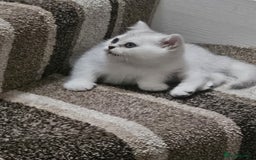British Shorthair cats for sale: 4 British Short-hair kittens ready for new home💓 - Image 3