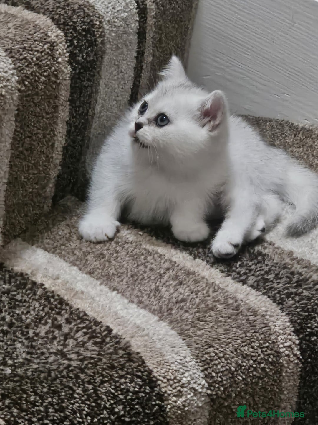 British Shorthair cats for sale: 4 British Short-hair kittens ready for new home💓 - Image 3