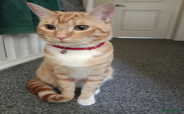 Mixed Breed cats - Advert 16