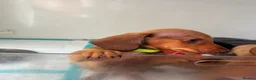 Dachshund dogs for sale: Gorgeous miniature daschunds  - Advert 16