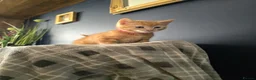 Mixed Breed cats for sale: Ready 5kittens raised with dogs and children - Advert 33