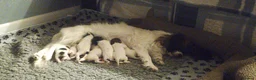 Papillon dogs for sale: KC Registered Papillon Puppies (Ready Soon!) - Advert 3