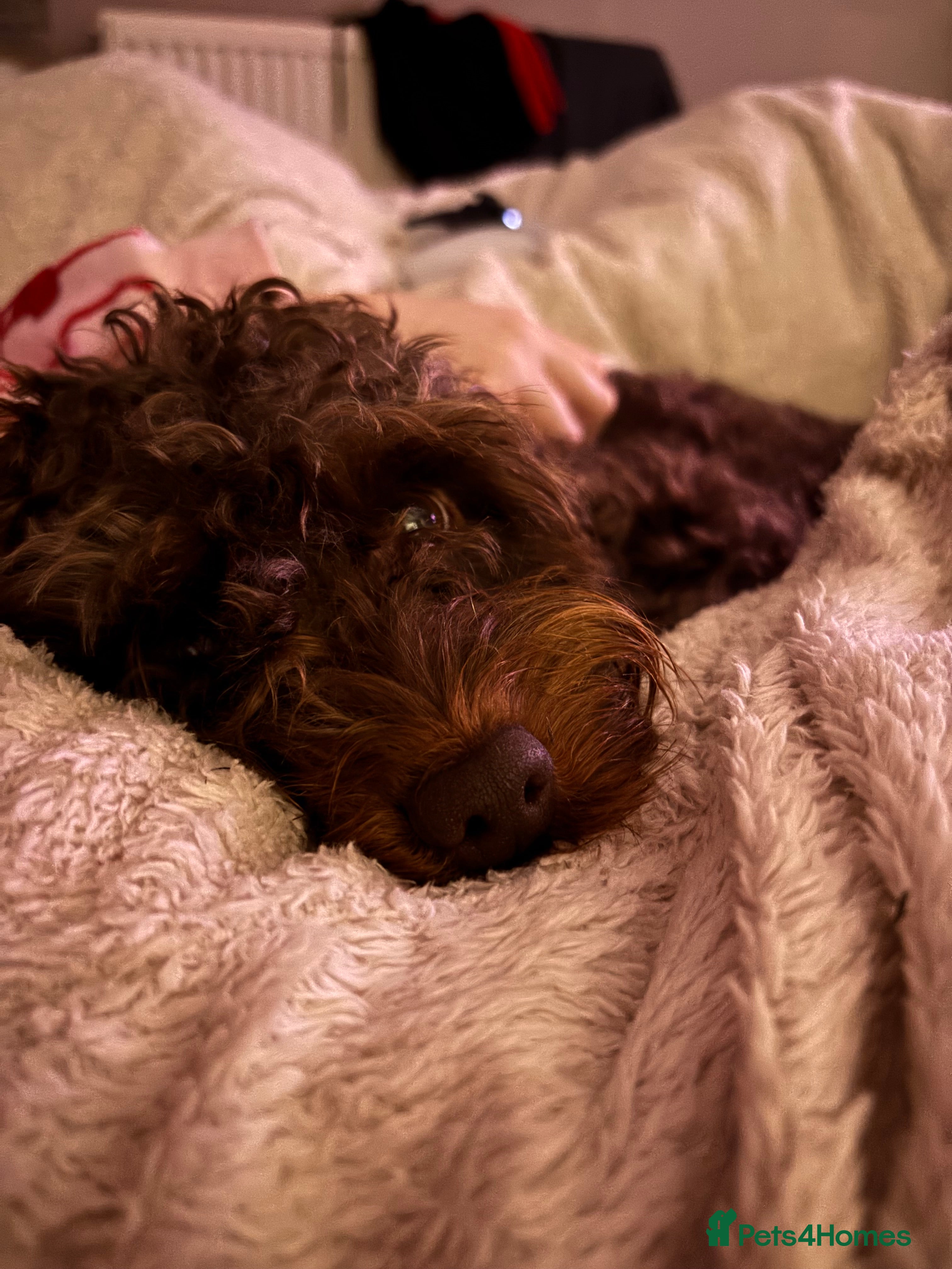 Cavapoo dogs Chocolate Cavapoo - 1 year old  - Advert 1