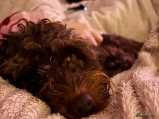 Cavapoo dogs Chocolate Cavapoo - 1 year old - Advert 2