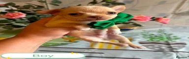 Chihuahua 2