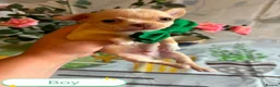 Chihuahua dogs for sale: Chihuahua puppies - Advert 34