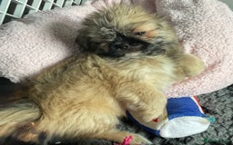 Mixed Breed dogs for sale: ADORABLE LITTER OF SHIH TZU/CHIHUAHUAS - Image 7