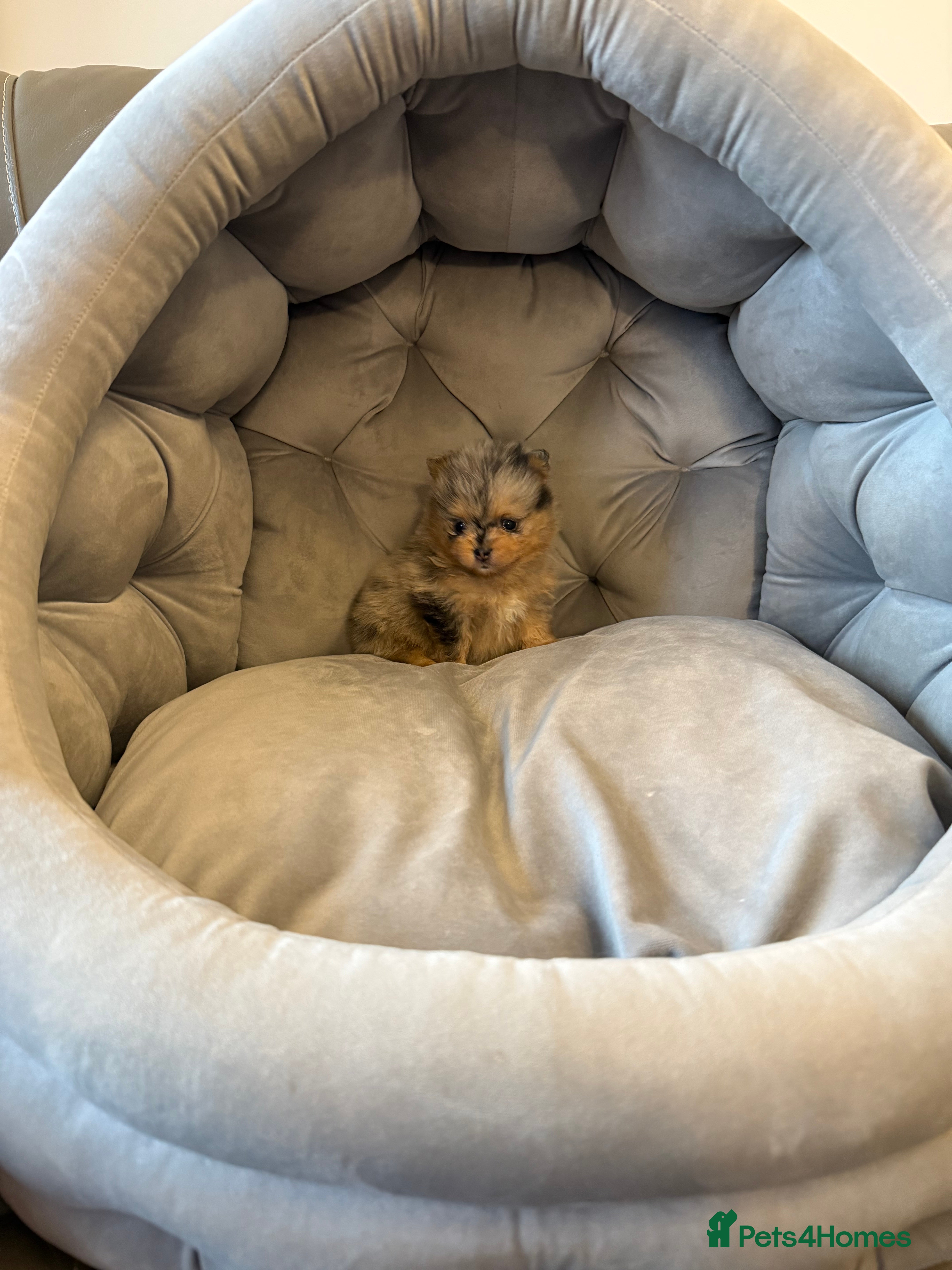 Pomeranian dogs Rare Beautiful Merle Pomeranians 💎 - Advert 6