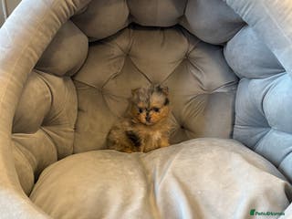 Pomeranian dogs Rare Beautiful Merle Pomeranians 💎 - Advert 6