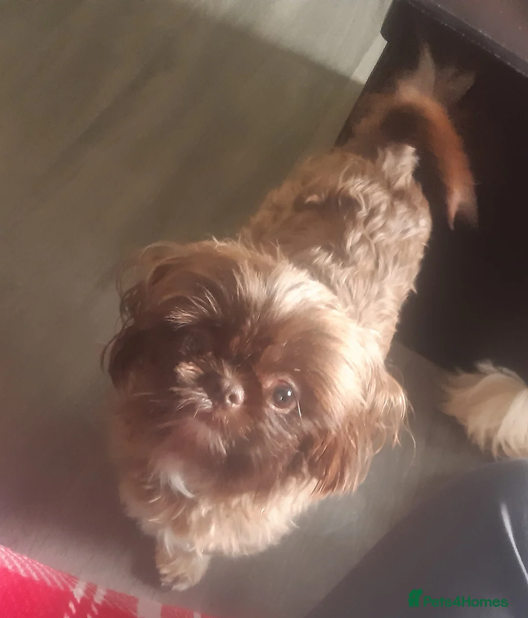 Shih Tzu dogs for stud:  imperial studs both proven  in Bolton - Advert 9