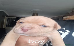 American Bully dogs for sale: American pocket bully ready to go - Image 5