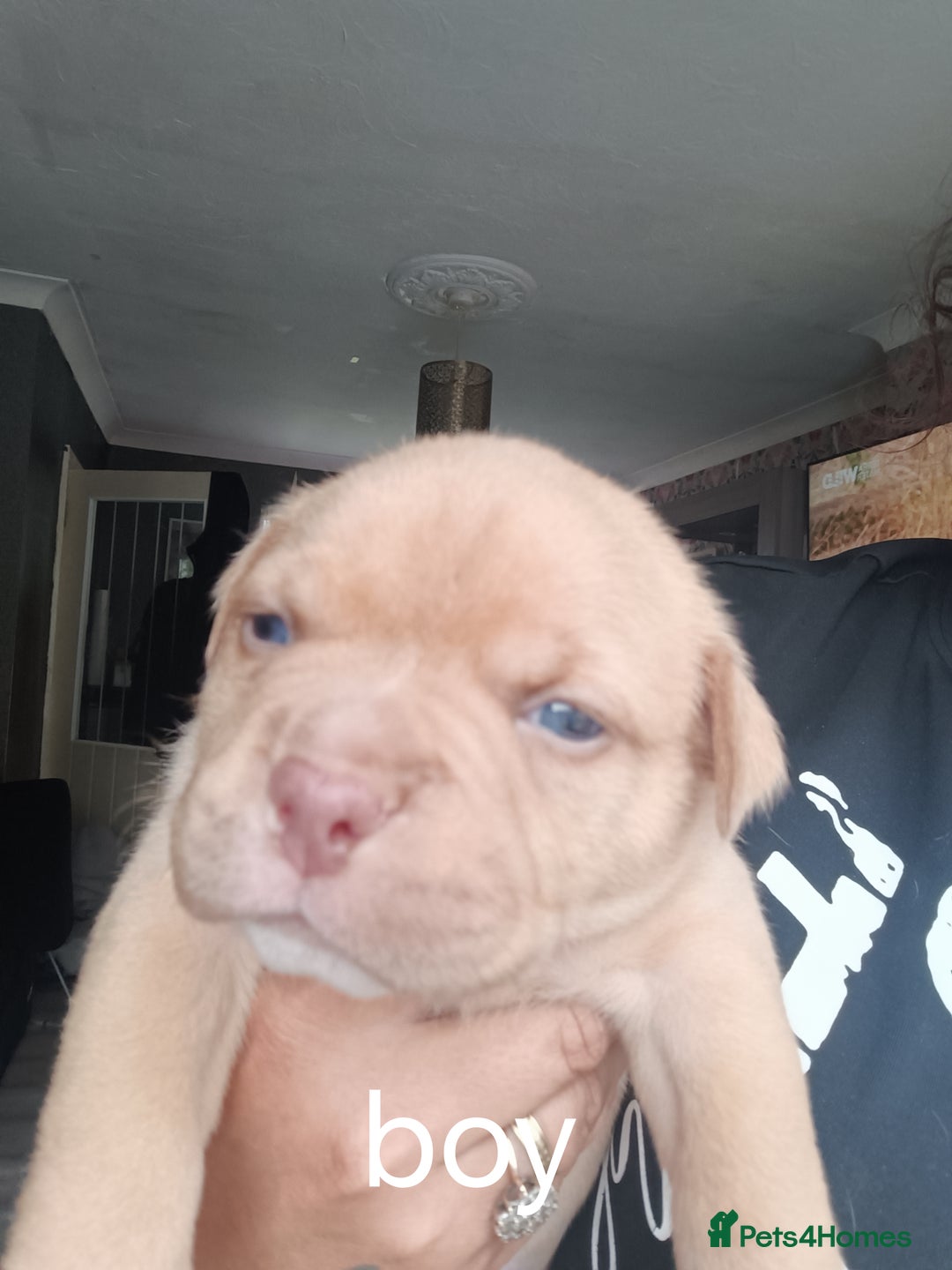 American Bully dogs for sale: American pocket bully ready to go - Image 5