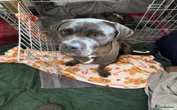 Cane Corso dogs for sale: Cane corso puppies for sale  - Image 22